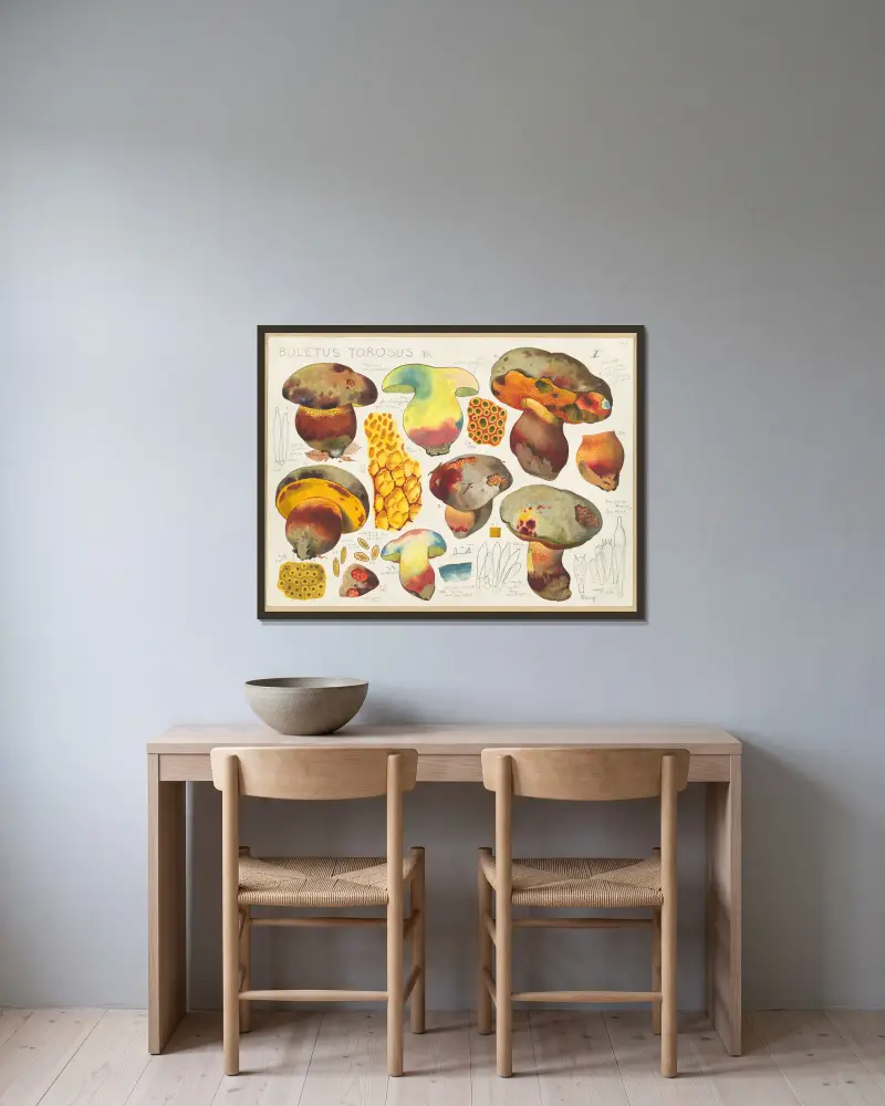Boletus torosus Fr. av Hans Walty inramad på en vägg