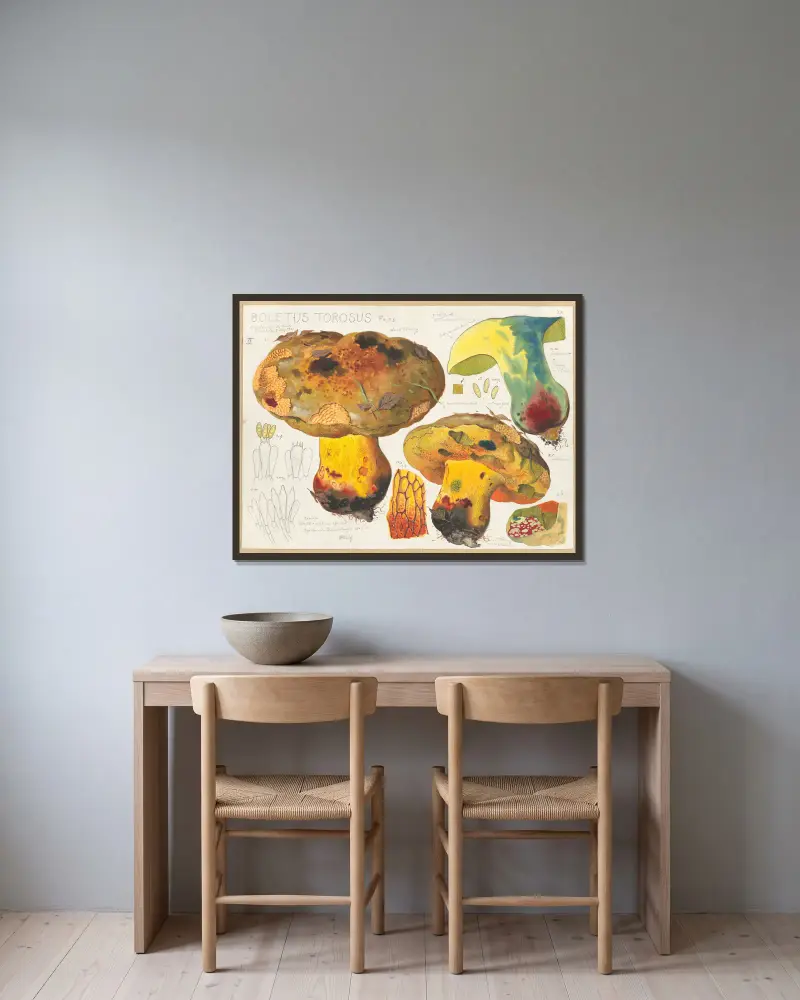 Boletus torosus Fries av Hans Walty inramad på en vägg