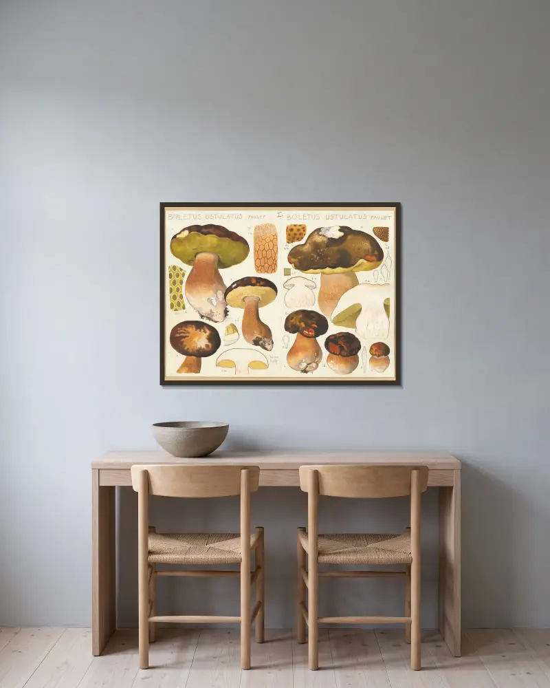 Boletus ustulatus Paulet., Boletus ustulatus Paulet. av Hans Walty inramad på en vägg