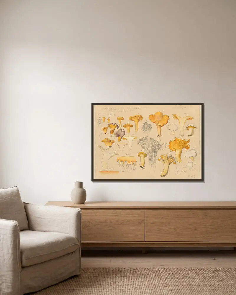 Pfifferling (Cantharellus cibarius Fries.) von Hans Walty gerahmt an einer Wand