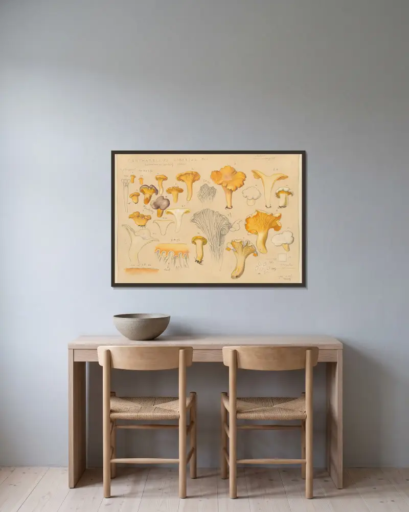 Pfifferling (Cantharellus cibarius Fries.) von Hans Walty gerahmt an einer Wand