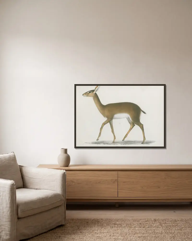 Antilope hastata av Wilhelm Karl Hartwich Peters inramad på en vägg
