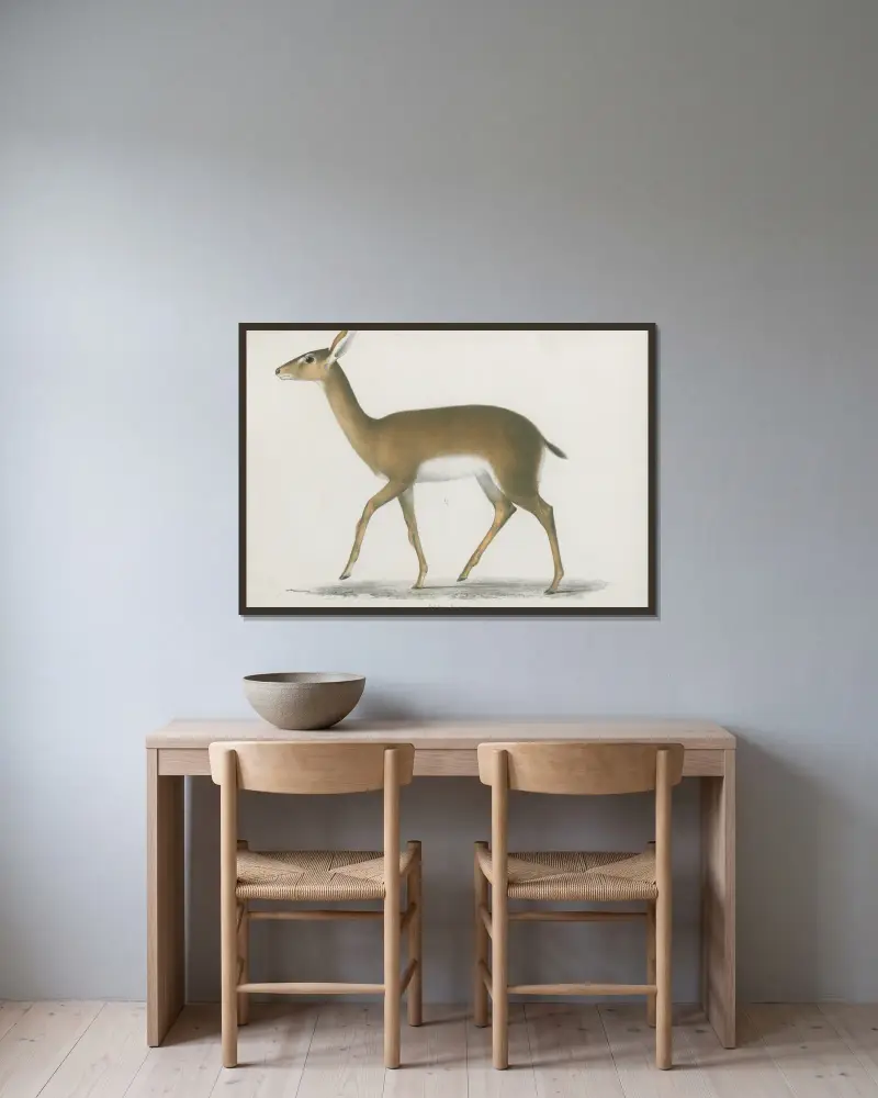 Antilope hastata av Wilhelm Karl Hartwich Peters inramad på en vägg