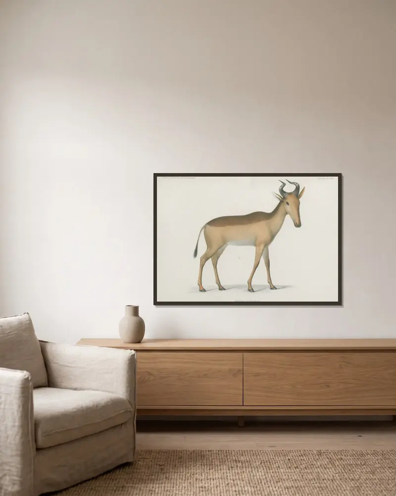 Antilope Lichtensteinii av Wilhelm Karl Hartwich Peters inramad på en vägg