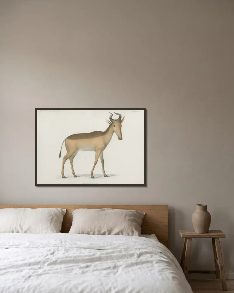 Antilope Lichtensteinii av Wilhelm Karl Hartwich Peters inramad på en vägg