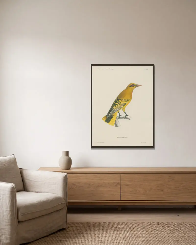 Oriolus notatus von Wilhelm Karl Hartwich Peters gerahmt an einer Wand