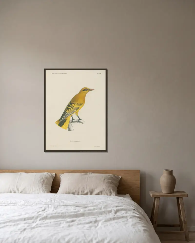 Oriolus notatus von Wilhelm Karl Hartwich Peters gerahmt an einer Wand