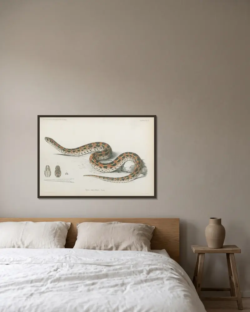 Vipera superciliaris av Wilhelm Karl Hartwich Peters inramad på en vägg