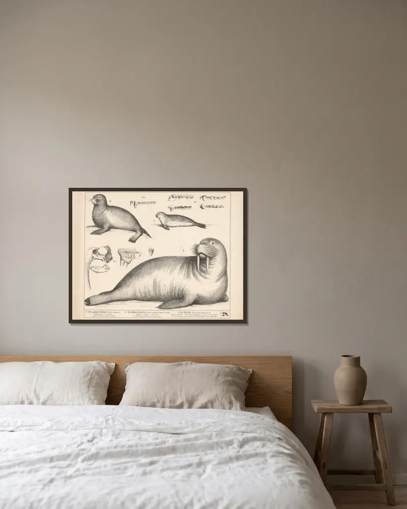 1. Der gemeine Seehund. 2. Die südliche Ohrrobbe. 3. Das Walross., 1882 – Nr. 1 von Heinrich Leutemann gerahmt an einer Wand