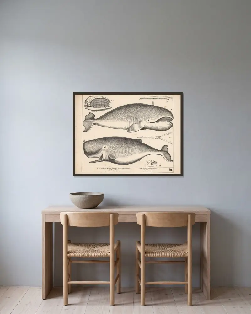 1. Den stora kaskeloten (kaskelotvalen). 2. Valfisken av Heinrich Leutemann inramad på en vägg