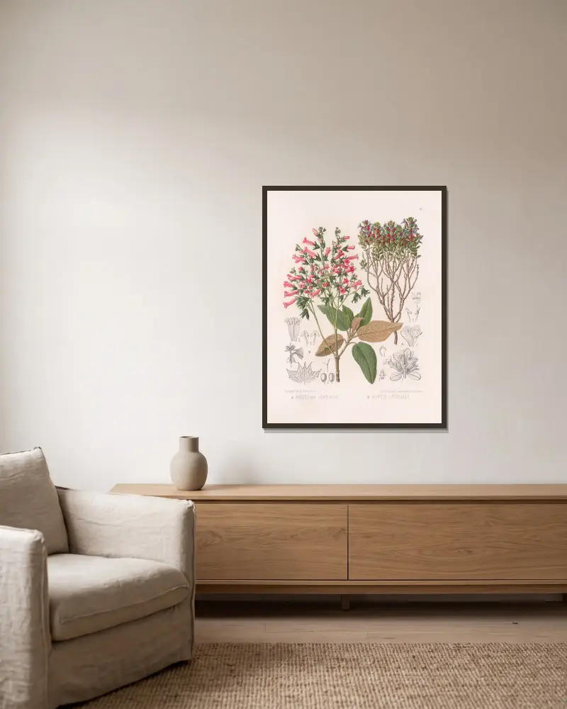 Hedeoma Itatiaiae, Hyptis Itatiaiae von Heinrich Wawra gerahmt an einer Wand