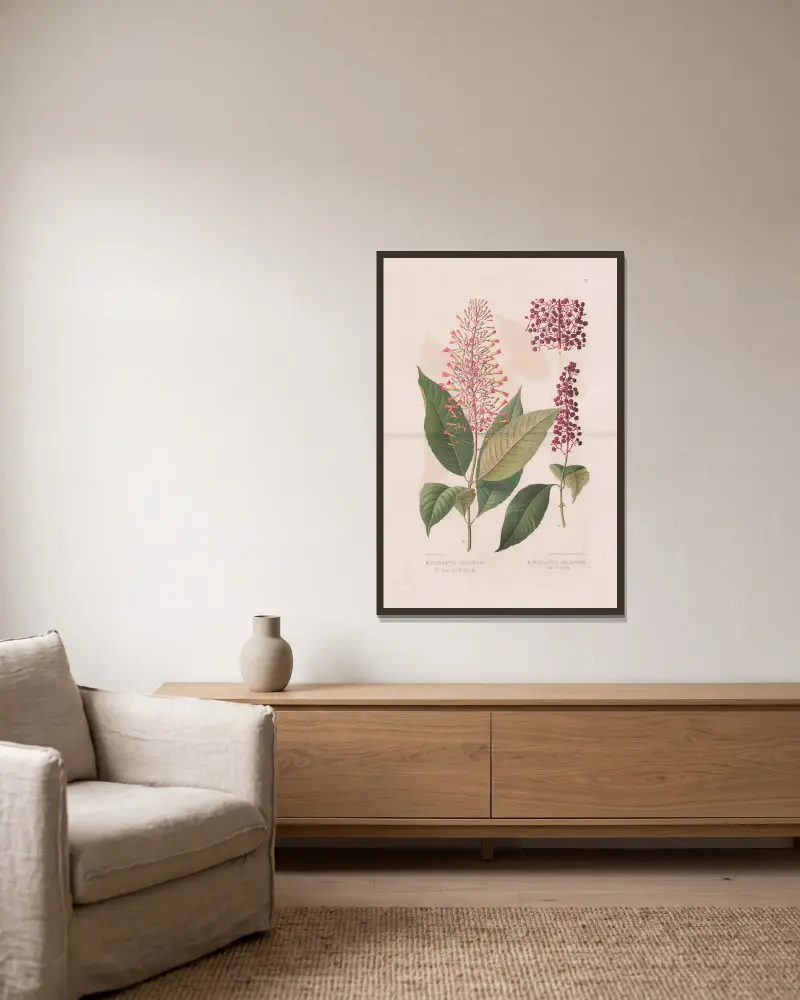 Psychotria mulleriana, Psychotria mulleriana var. flaccida av Heinrich Wawra inramad på en vägg
