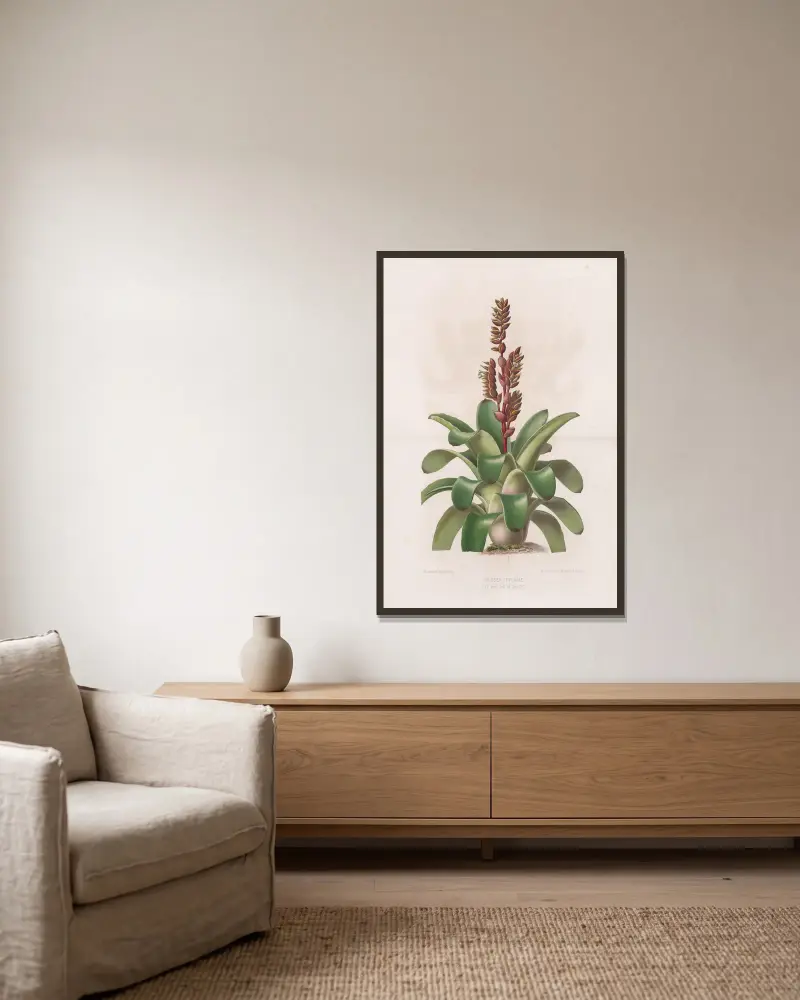 Vriesea Itatiaiae von Heinrich Wawra gerahmt an einer Wand