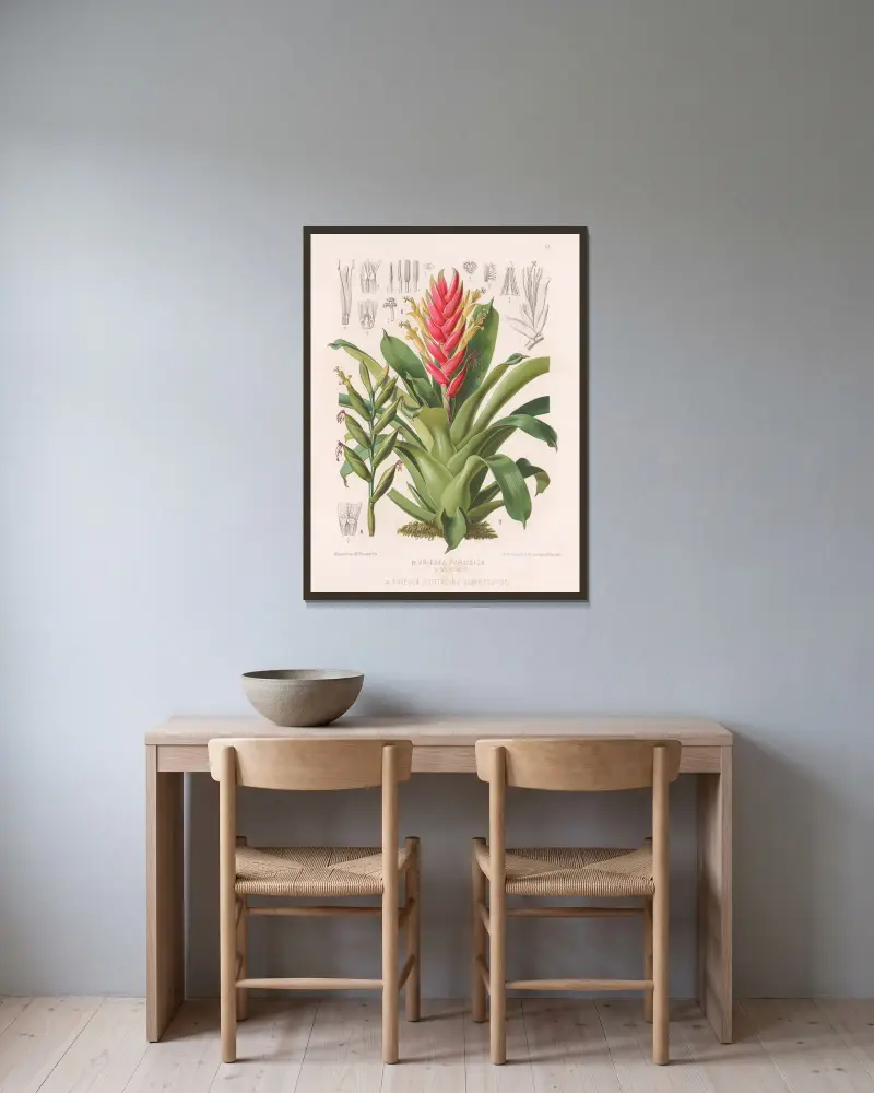 Vriesea Paraibica, Vriesea Psittacina var. decolor av Heinrich Wawra inramad på en vägg