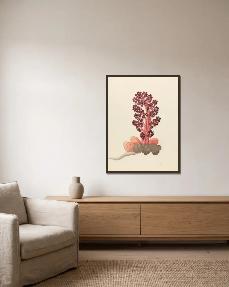 Aphyteia hydnora [Nymphaea nouchali] av Clemenz Heinrich Wehdemann inramad på en vägg