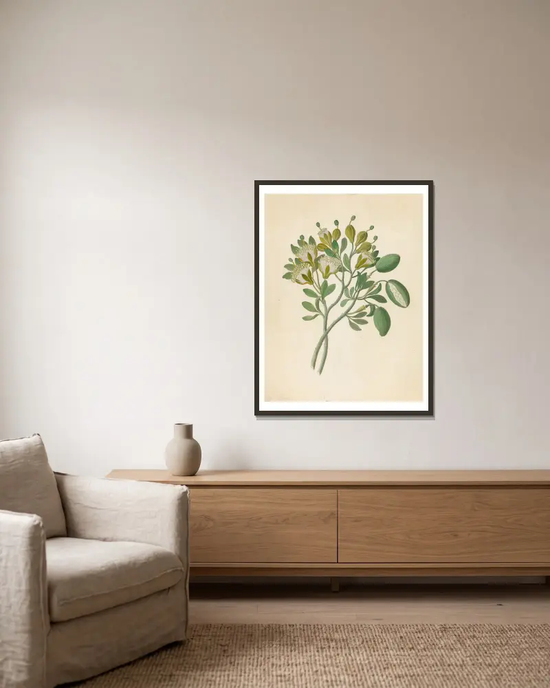 Capparis Nov. Sp. [Maerua caffra] av Clemenz Heinrich Wehdemann inramad på en vägg