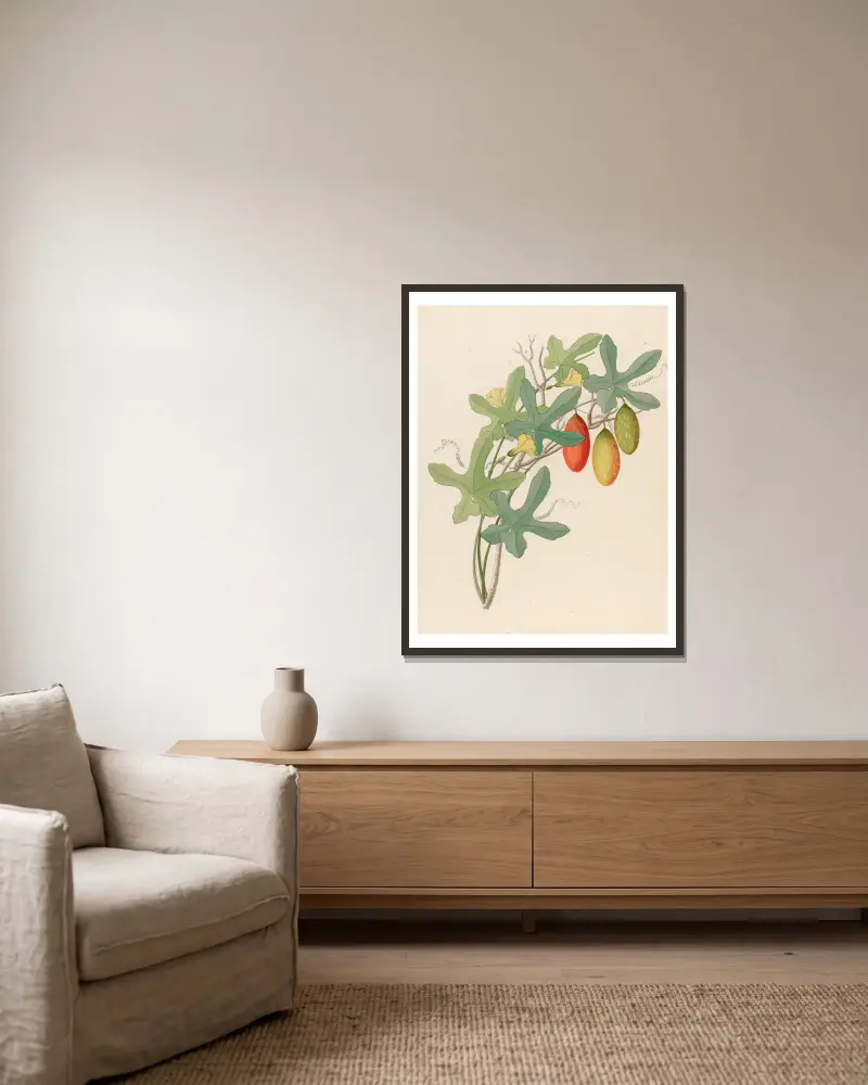 Cucumis, Melothria pendula [Coccinea quinqueloba] von Clemenz Heinrich Wehdemann gerahmt an einer Wand