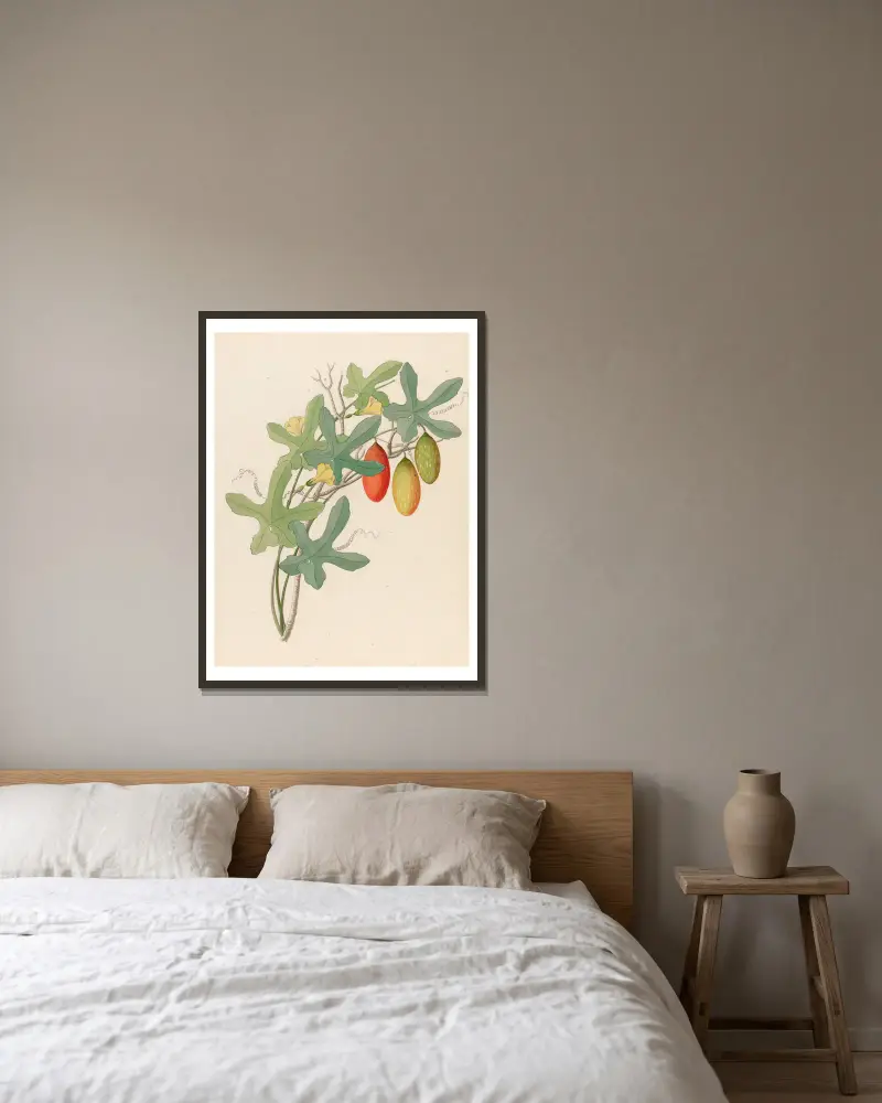 Cucumis, Melothria pendula [Coccinea quinqueloba] von Clemenz Heinrich Wehdemann gerahmt an einer Wand