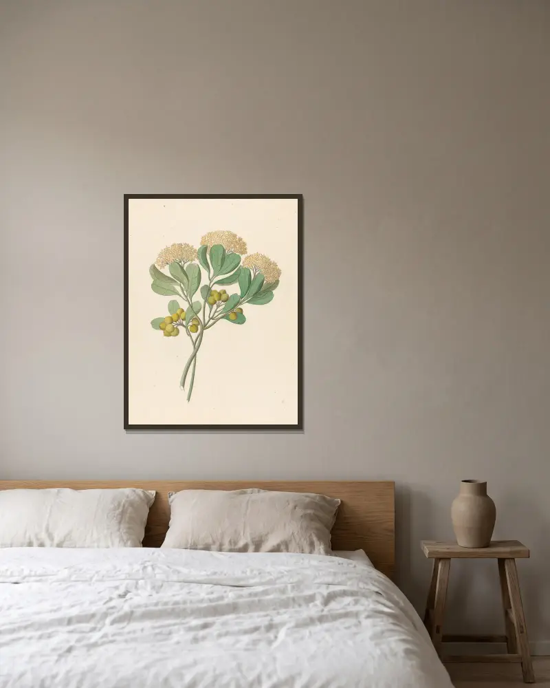 Pentandria Mon. [Pittosporum viridiflorum] av Clemenz Heinrich Wehdemann inramad på en vägg