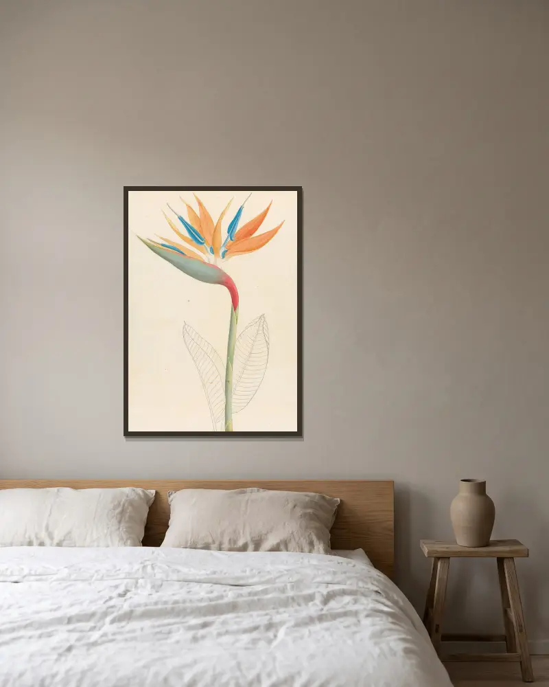 Strelitzia Reginae av Clemenz Heinrich Wehdemann inramad på en vägg