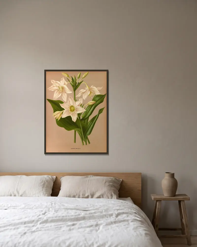 Eucharis Amazonica. av Arentina Hendrica Arendsen inramad på en vägg