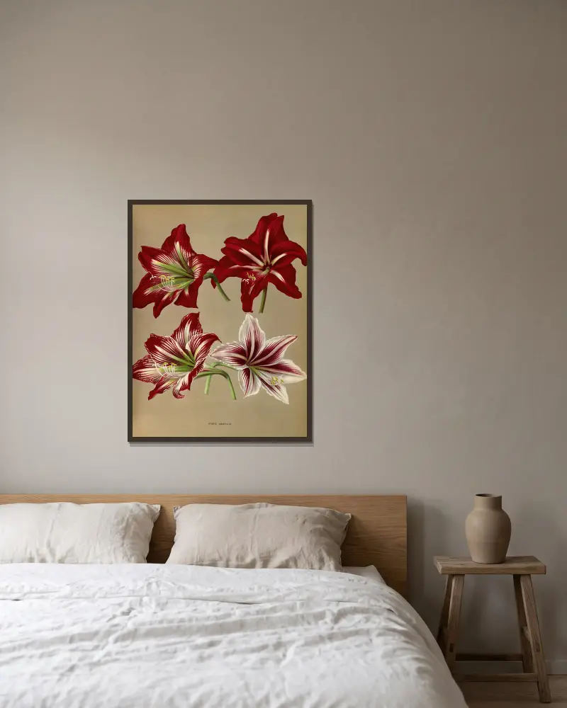 Hybridamaryllis av Arentina Hendrica Arendsen inramad på en vägg