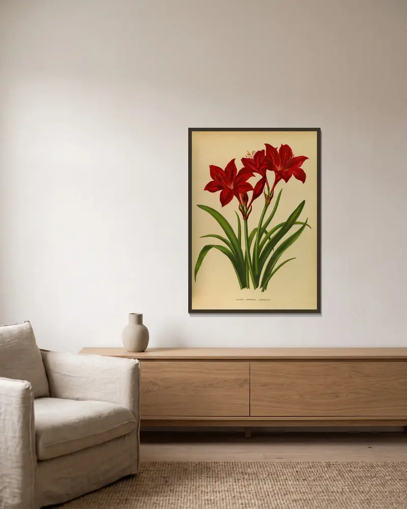 Vallota purpurea (Amaryllis) av Arentina Hendrica Arendsen inramad på en vägg