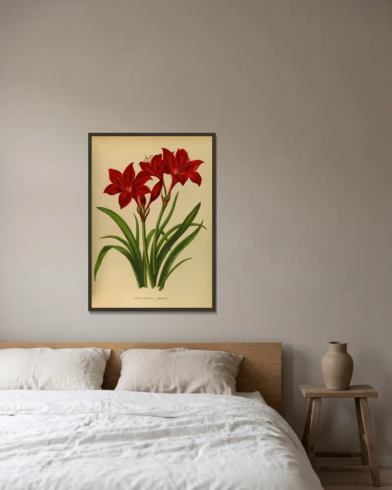 Vallota purpurea (Amaryllis) av Arentina Hendrica Arendsen inramad på en vägg