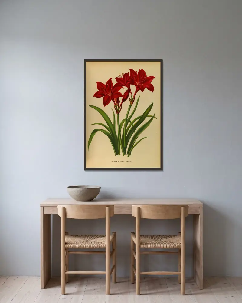 Vallota purpurea (Amaryllis) av Arentina Hendrica Arendsen inramad på en vägg