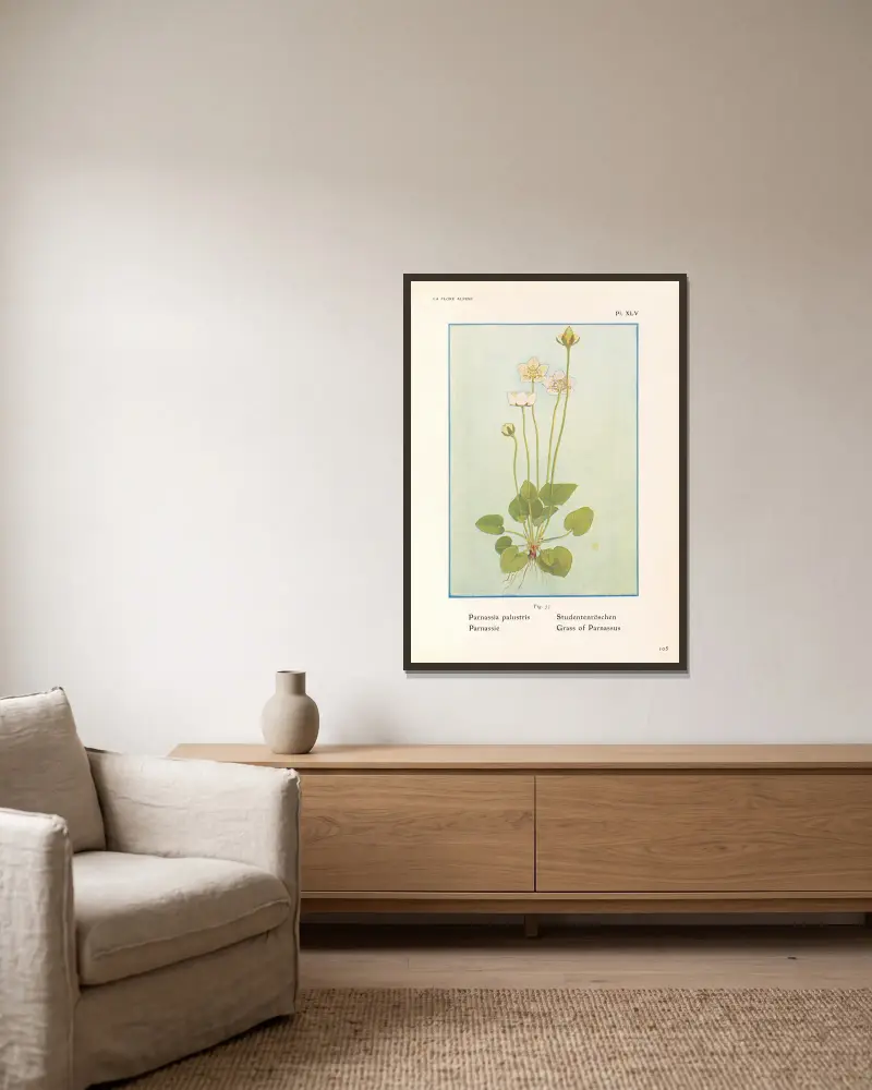 Grass of Parnassus av Henry Correvon inramad på en vägg