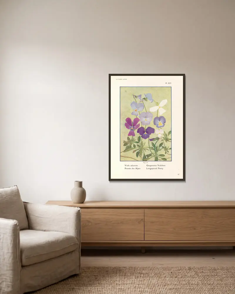 Longspured Pansy av Henry Correvon inramad på en vägg