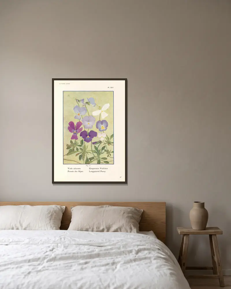 Longspured Pansy av Henry Correvon inramad på en vägg
