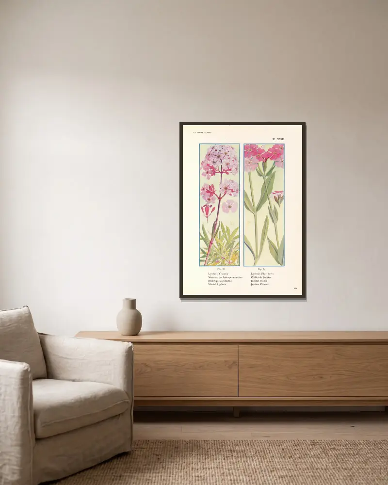 Viscid Lychnis, Jupiter Flower av Henry Correvon inramad på en vägg
