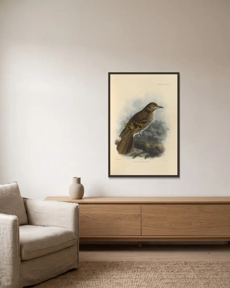 Geocichla Horsfieldi, Henry Seebohm v rámu na stěně