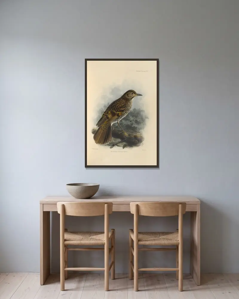 Geocichla Horsfieldi, Henry Seebohm v rámu na stěně