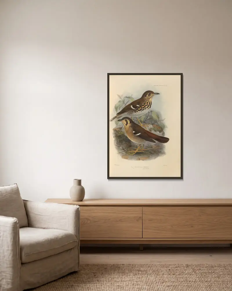 Geocichla Princii, Geocichla Guttata av Henry Seebohm inramad på en vägg