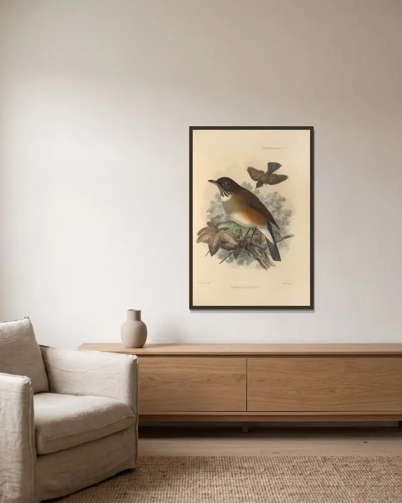Turdus Albicollis av Henry Seebohm inramad på en vägg