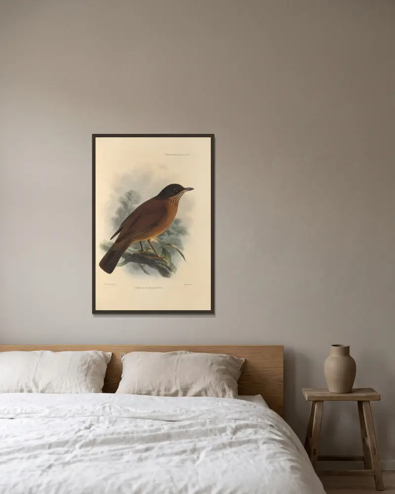 Turdus Falklandicus, Henry Seebohm w ramie na ścianie