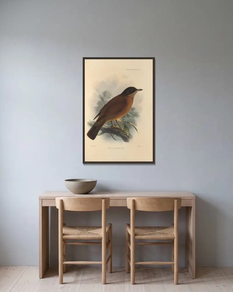 Turdus Falklandicus, Henry Seebohm w ramie na ścianie