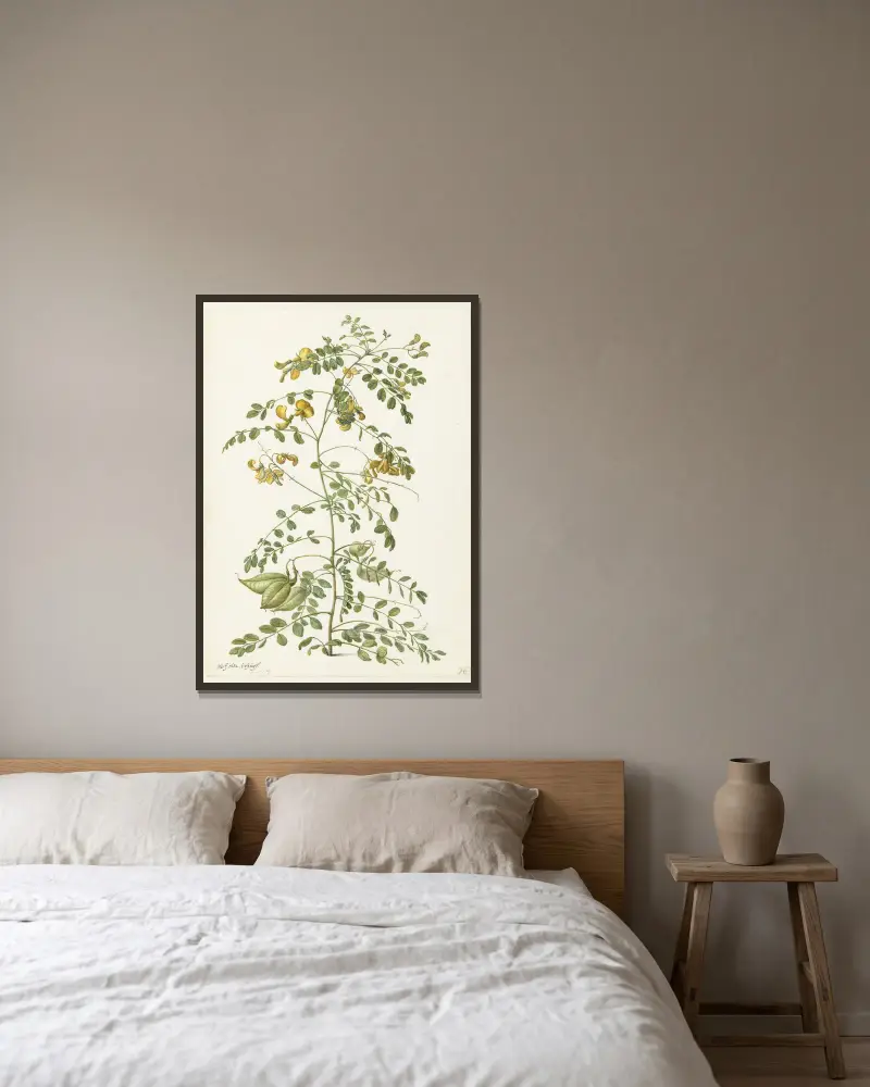 Blazenstruik (Colutea arborescens) av Herman Saftleven inramad på en vägg