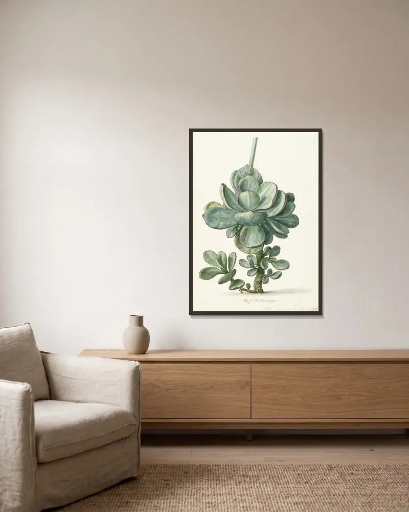 Vetplant (Cotyledon orbiculata) av Herman Saftleven inramad på en vägg