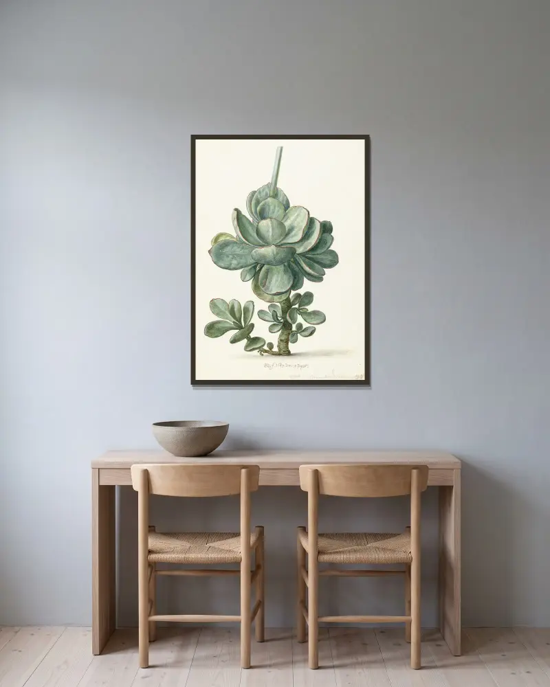 Vetplant (Cotyledon orbiculata) av Herman Saftleven inramad på en vägg