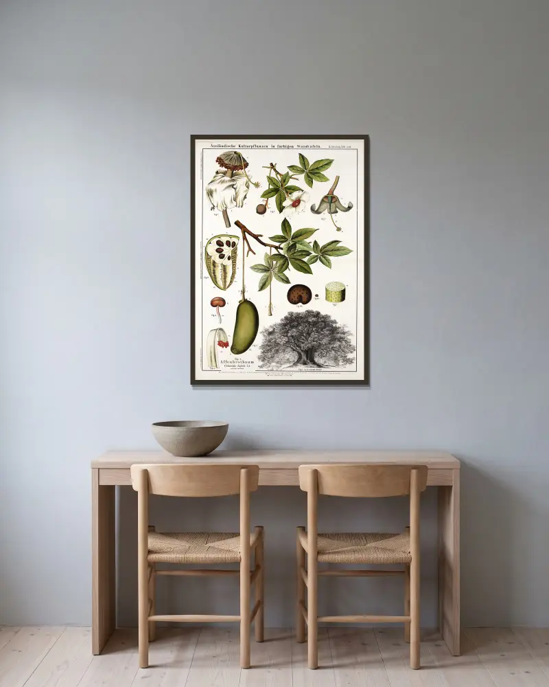 Adansonia digitata ; apebroodboom av Hermann Zippel inramad på en vägg