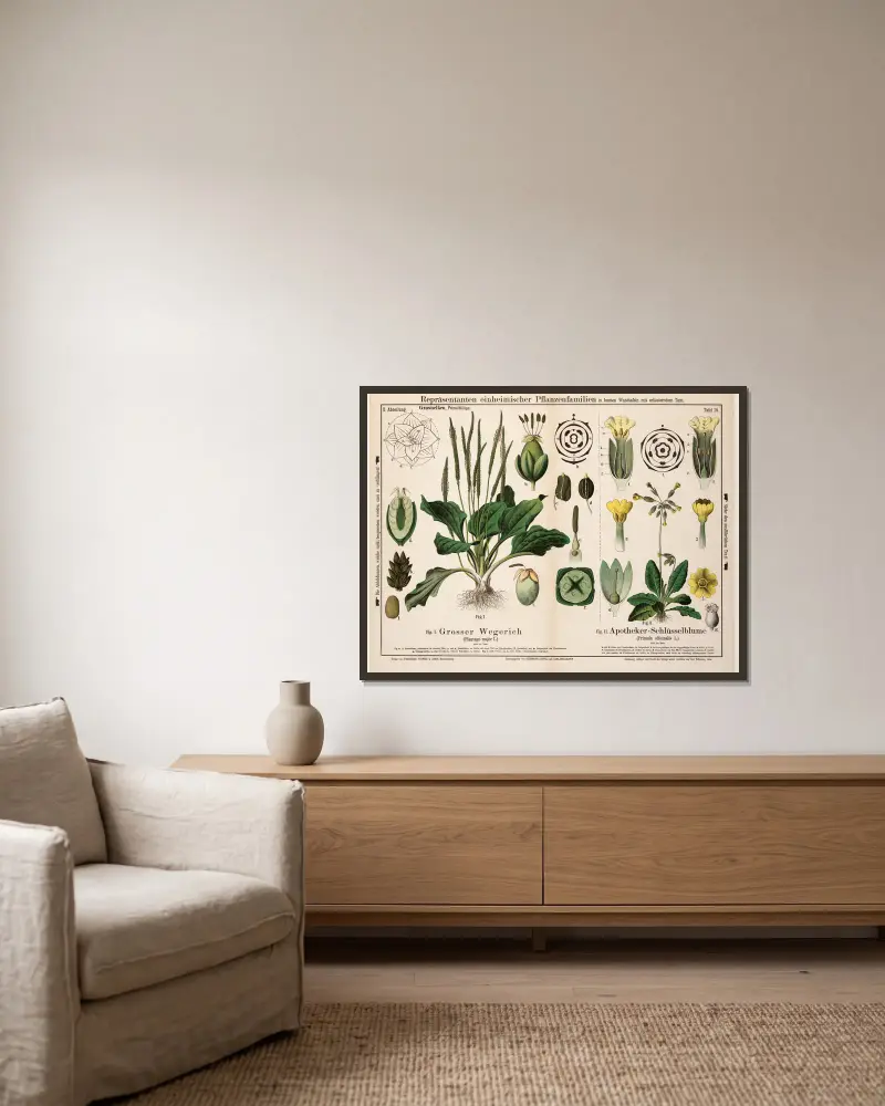 Plantago major, Primula officinalis; groblad, gullviva av Hermann Zippel inramad på en vägg