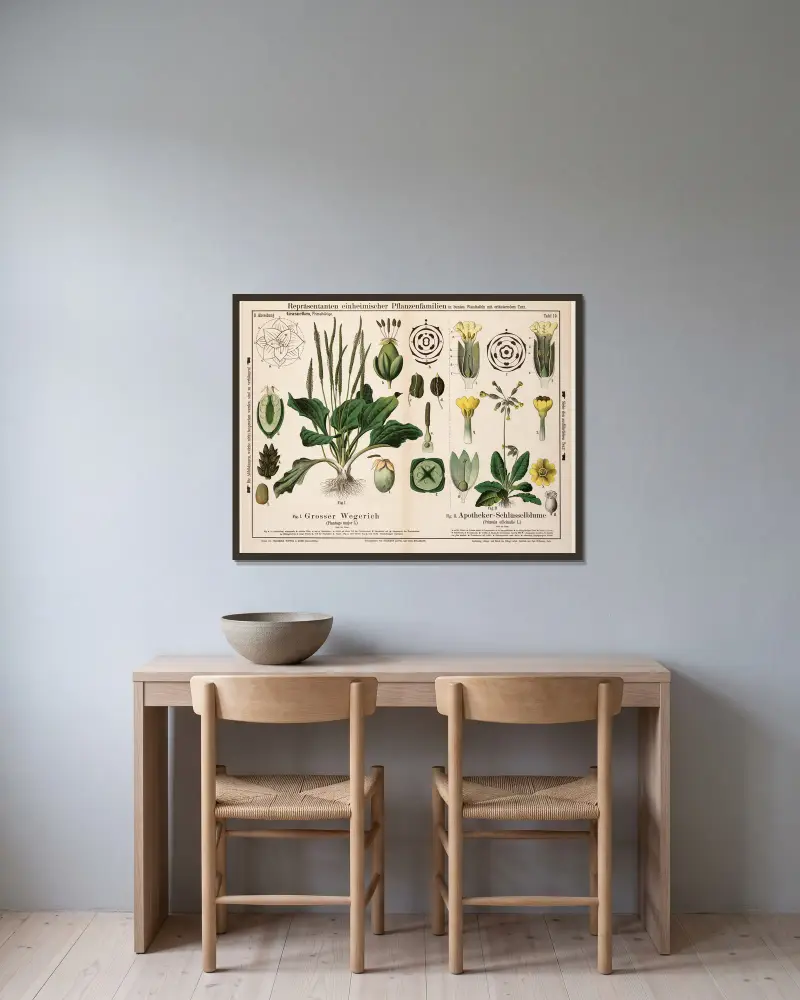 Plantago major, Primula officinalis; groblad, gullviva av Hermann Zippel inramad på en vägg
