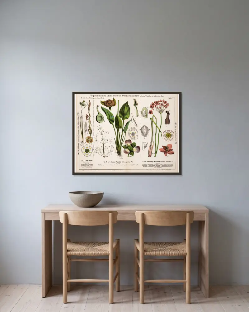 Triglochin palustre, Alisma plantago, Butomus umbellatus von Hermann Zippel gerahmt an einer Wand