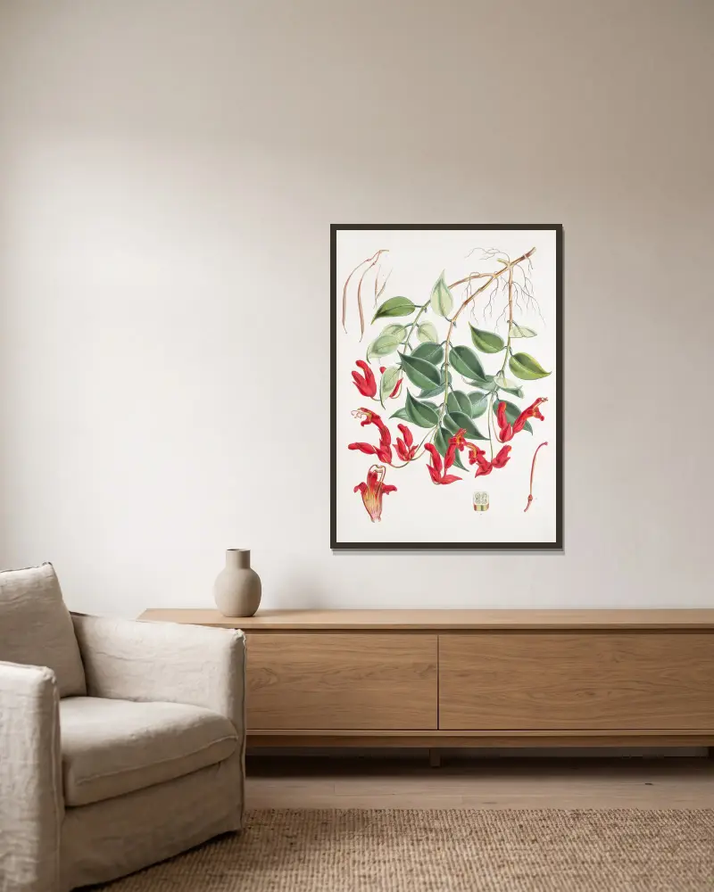 Aeschynanthus Peelii, H.f. & T. von Walter Hood Fitch gerahmt an einer Wand