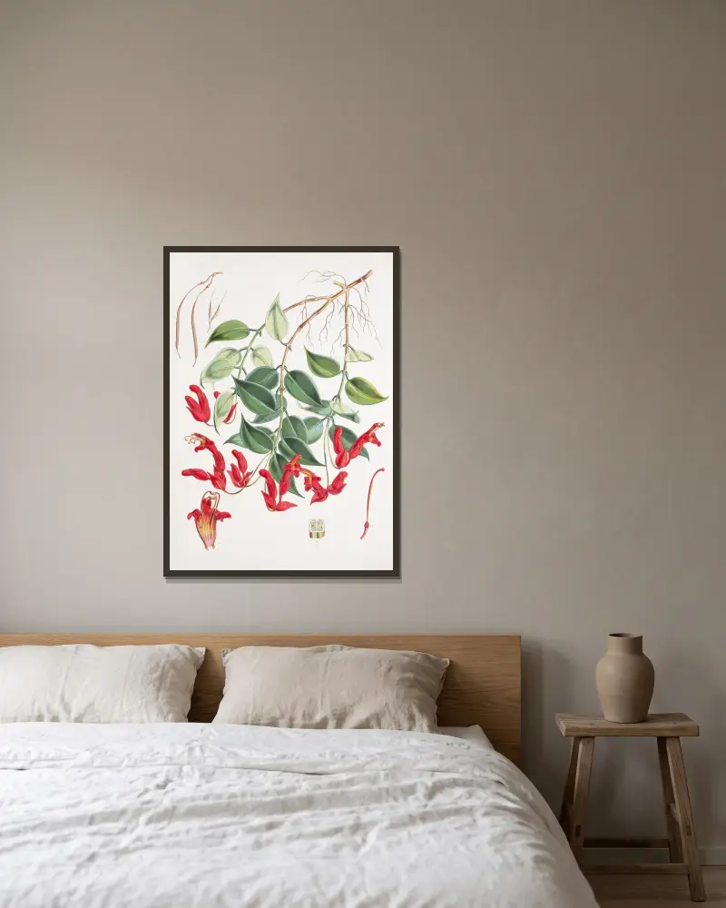 Aeschynanthus Peelii, H.f. & T. von Walter Hood Fitch gerahmt an einer Wand