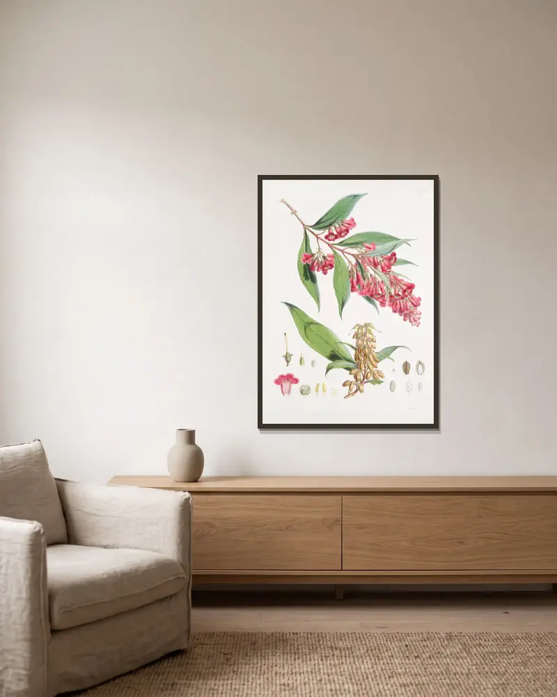 Buddleia Colvilei, H.f. & T. von Walter Hood Fitch gerahmt an einer Wand