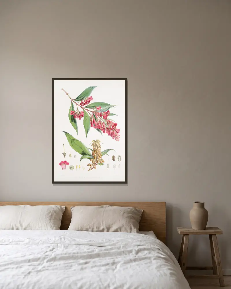Buddleia Colvilei, H.f. & T. von Walter Hood Fitch gerahmt an einer Wand